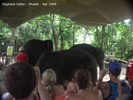 20090417 Half Day Safari - Elephant  39 of 104 